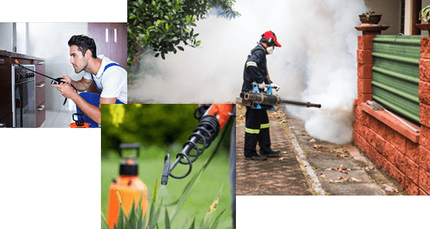 Pest Control Services In Fort Myers FL