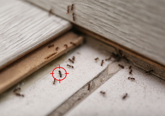 Ant Pest Control Services In Fort Myers FL