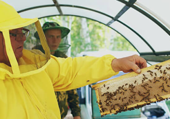 Bee Nest Removal Services In Fort Myers FL