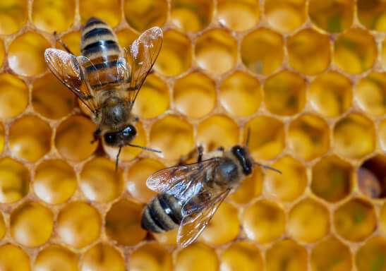 Bee Infestation Prevention Services In Fort Myers FL