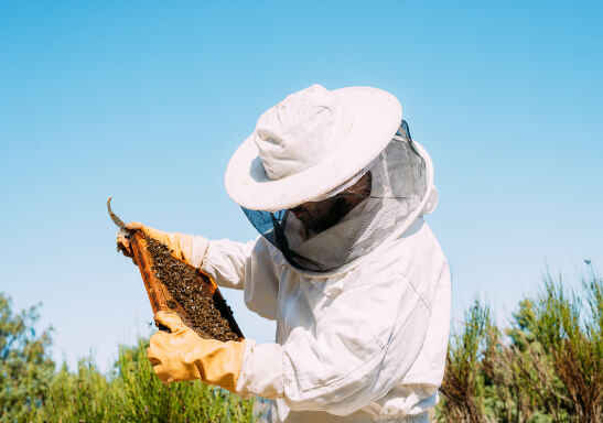 Bee Inspection Services In Fort Myers FL