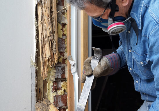 Termites Inspection Services In Fort Myers FL