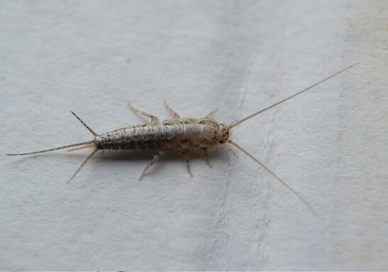 Silverfish Bug Treatment In Fort Myers FL