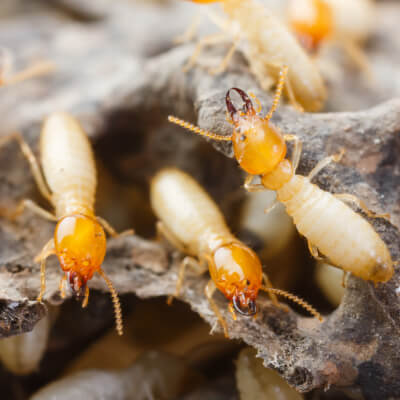 Termite Control Services In Fort Myers FL