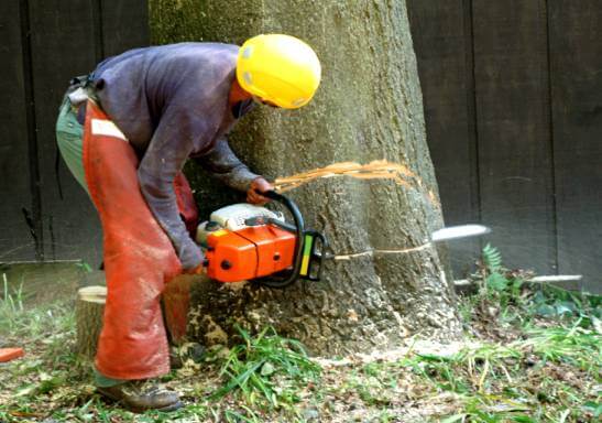 Tree Trimming And Removal Services In Fort Myers FL